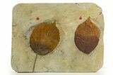 Wide Plate with Two Fossil Leaves (Two Species) - Montana #327179-1